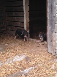 The pigs are growing up!