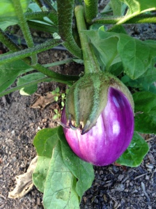 Come onnnnn, eggplant, you can do it!  