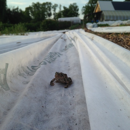 The farm toad overseeing the farm work.