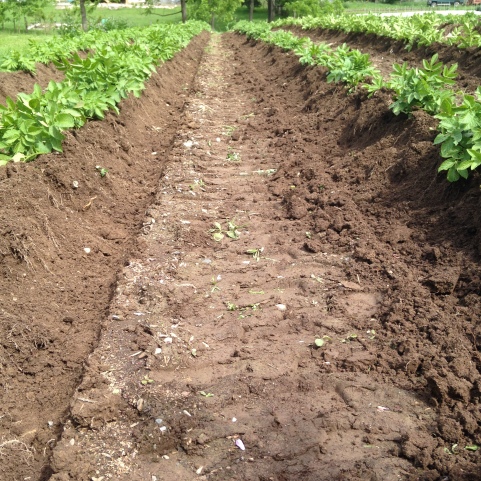 Freshly hilled potatoes: bringing up the dirt around the potato plant gives it room to grow more and more potatoes.