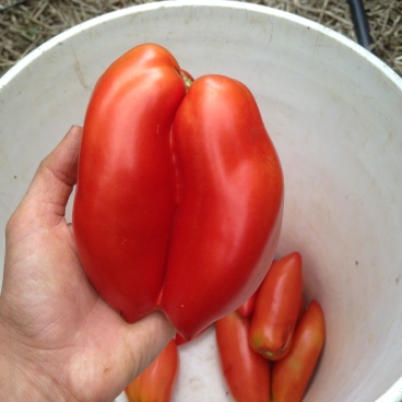Siamese twin tomatoes!